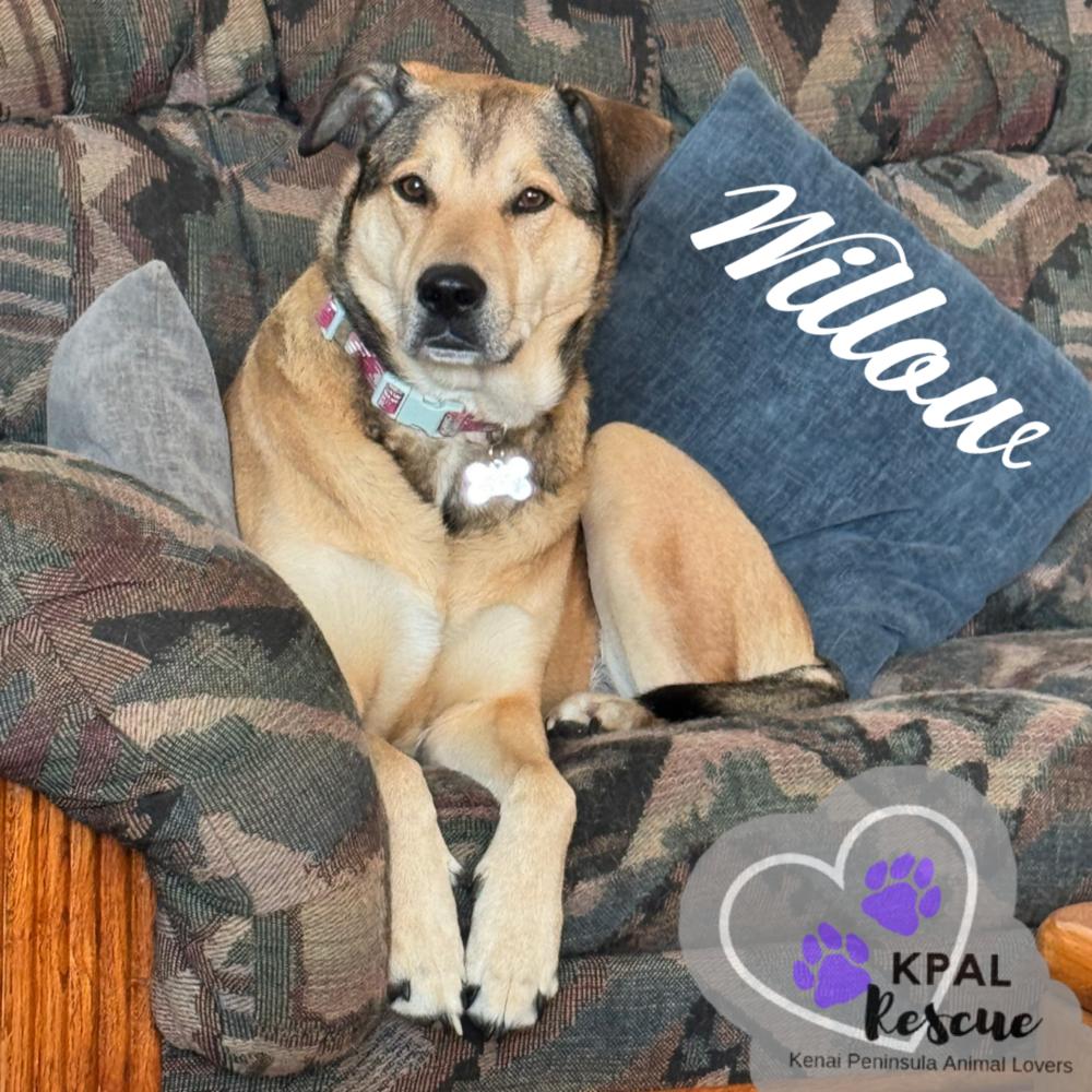 Enlarge Willow (Flower - AK Bird Litter), a Adoptable mixed breed in Kenai, AK image 6/6