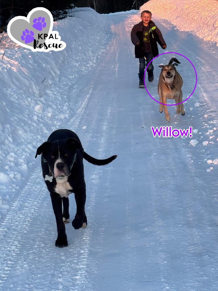 Enlarge Willow (Flower - AK Bird Litter), a Adoptable mixed breed in Kenai, AK image 6/6