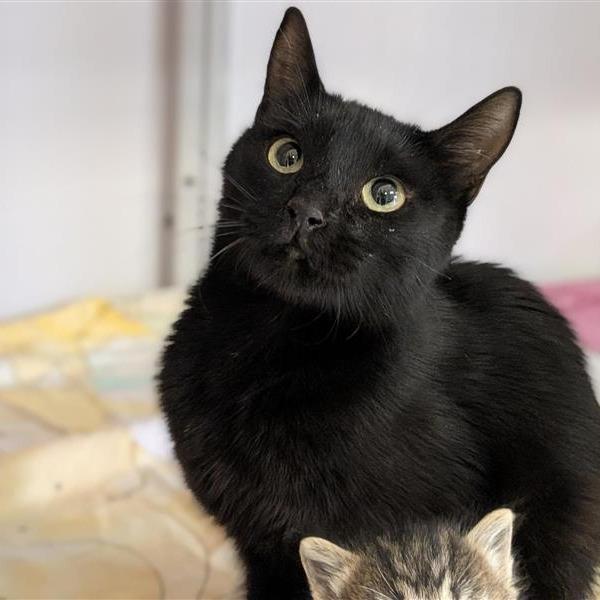 Enlarge Eggplant, a Adoptable Domestic Short Hair in Bentonville, AR image 1/2