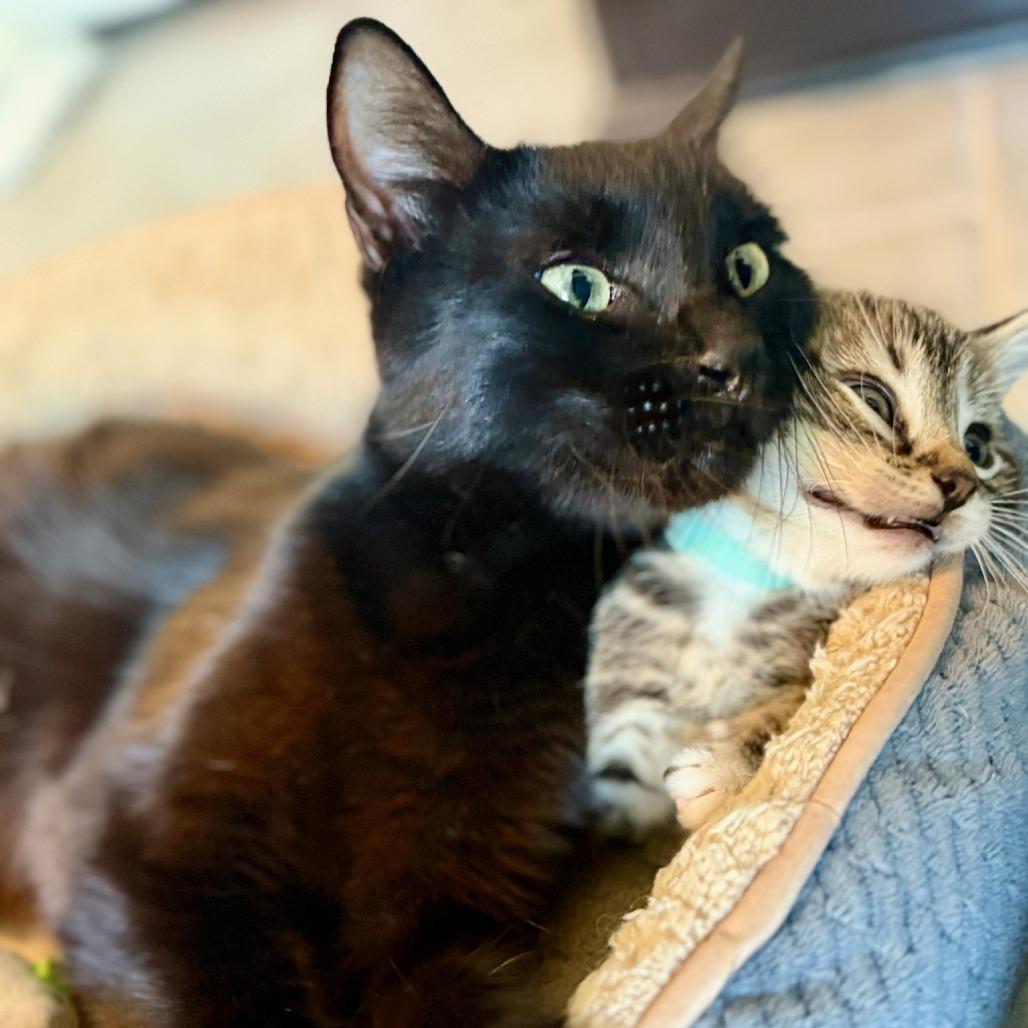 Enlarge Eggplant, a Adoptable Domestic Short Hair in Bentonville, AR image 2/2