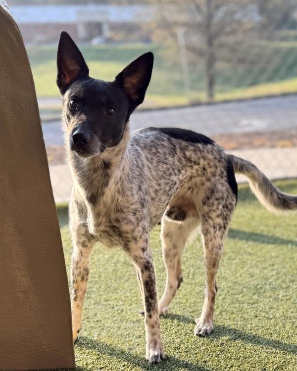 Luke, Adoptable, Young Male Australian Cattle Dog / Blue Heeler.