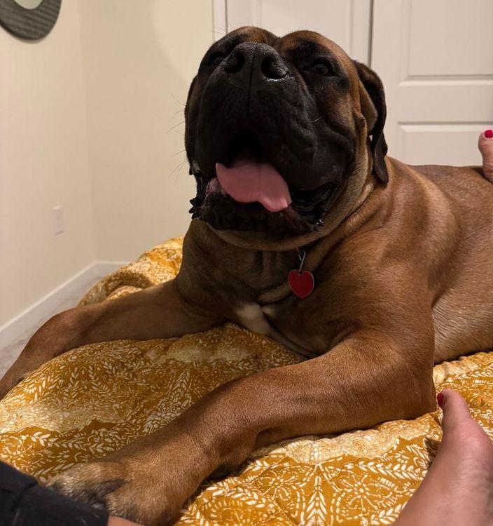Tank, an adoptable Boerboel in Larkspur, CO, 80118 | Photo Image 1