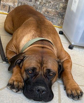 Tank, an adoptable Boerboel in Larkspur, CO, 80118 | Photo Image 4