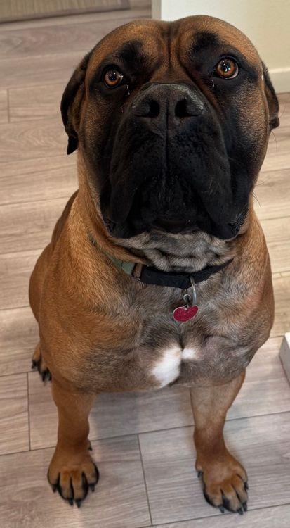 Tank, an adoptable Boerboel in Larkspur, CO, 80118 | Photo Image 2