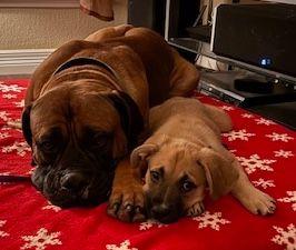 Tank, an adoptable Boerboel in Larkspur, CO, 80118 | Photo Image 3