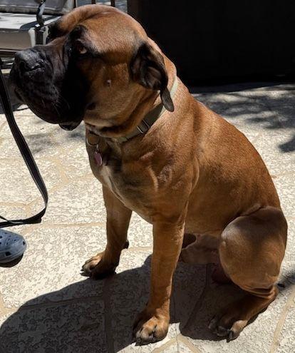 Tank, an adoptable Boerboel in Larkspur, CO, 80118 | Photo Image 5