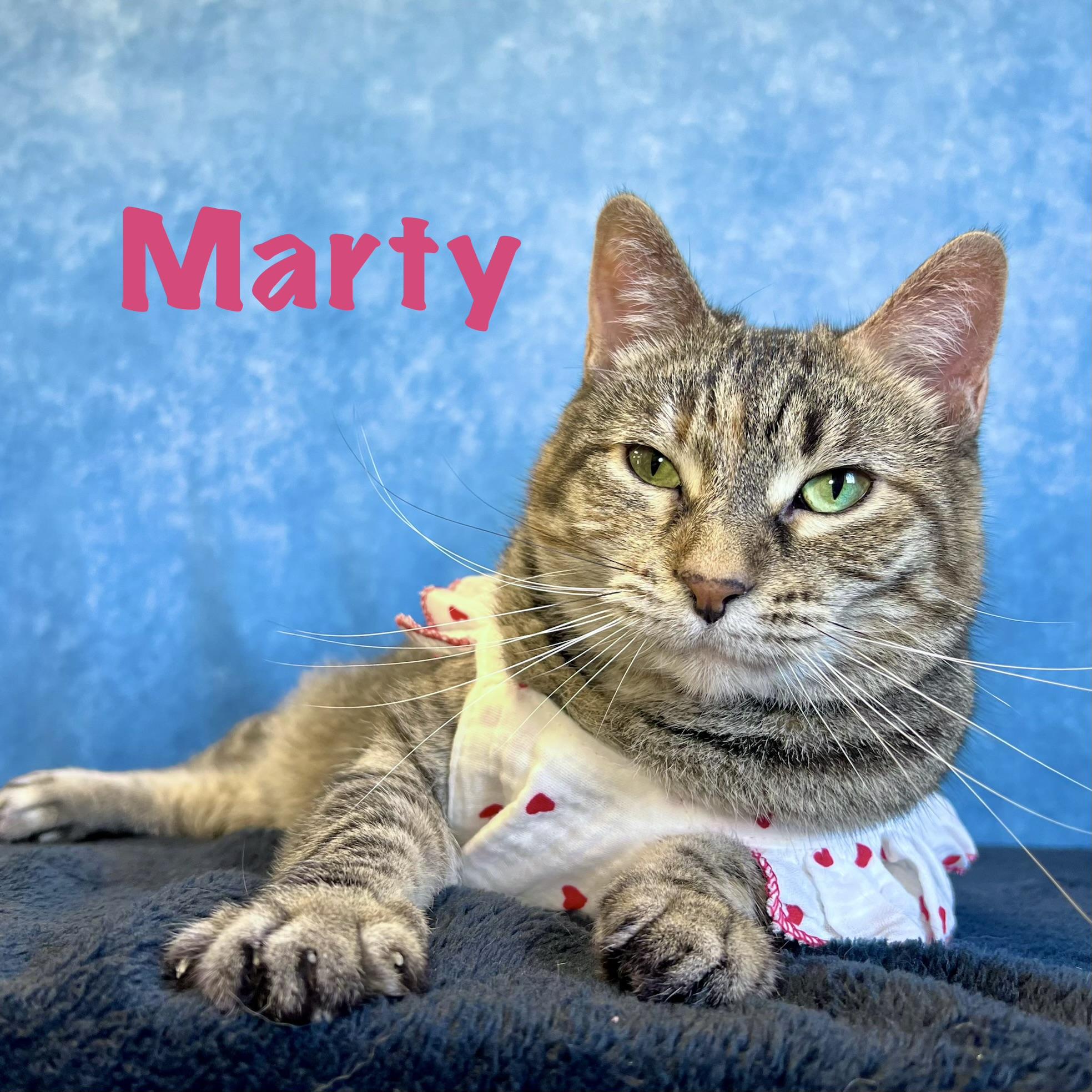 Enlarge Marty & Girlie (bonded pair) - NO FEE (Sponsored by In the Clouds Counseling), a ADOPTABLE Domestic Short Hair in Fairmont, MN image 2/6
