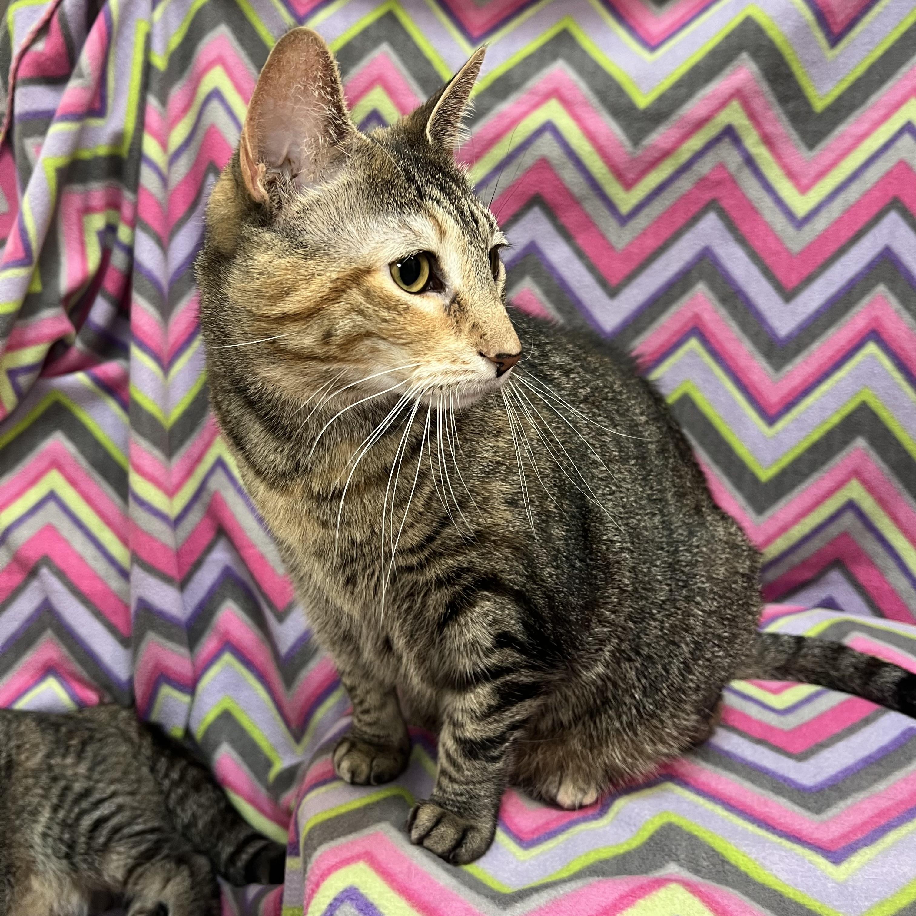 Enlarge Girlie, a ADOPTABLE Domestic Short Hair in Fairmont, MN image 6/6