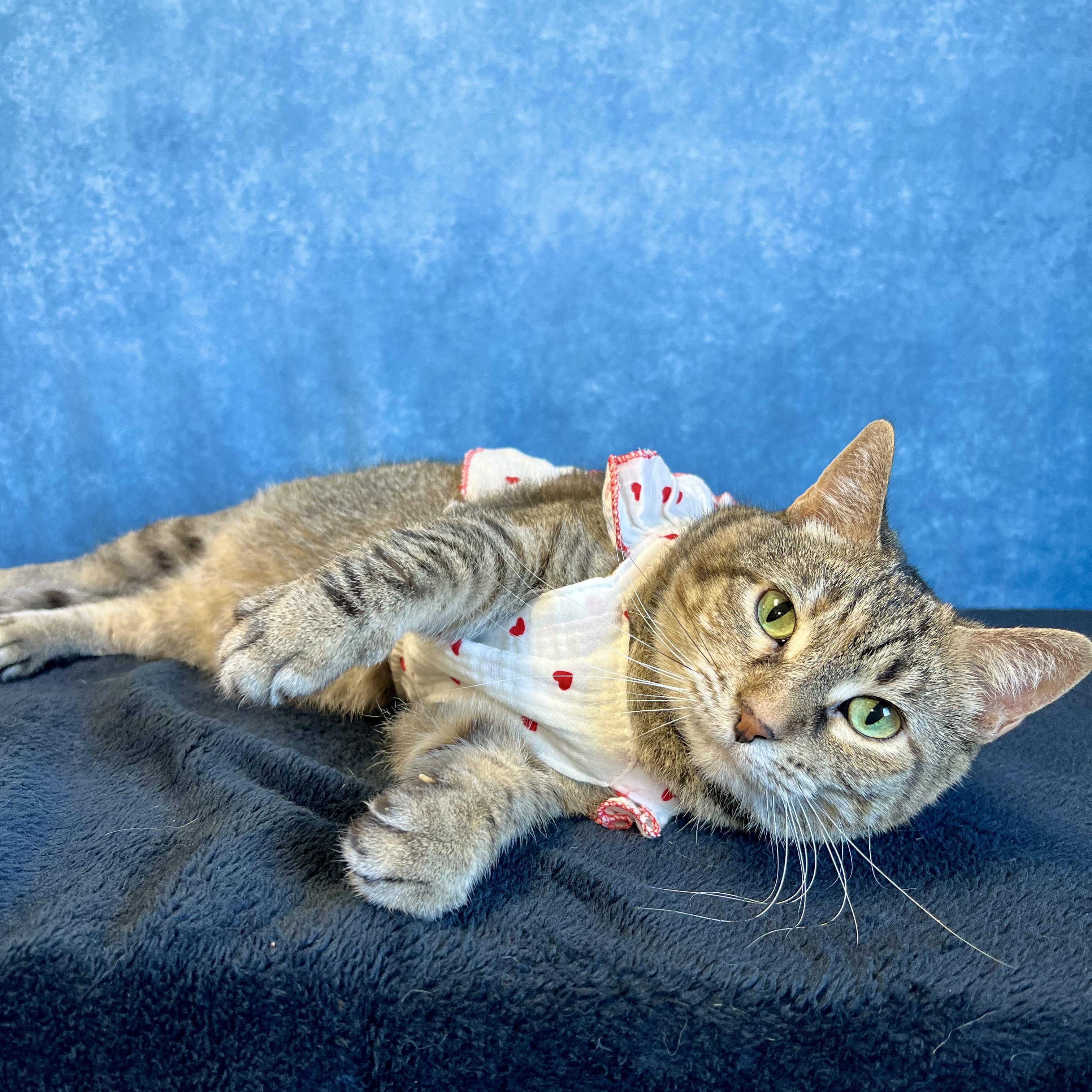 Enlarge Marty & Girlie (bonded pair) - NO FEE (Sponsored by In the Clouds Counseling), a ADOPTABLE Domestic Short Hair in Fairmont, MN image 4/6