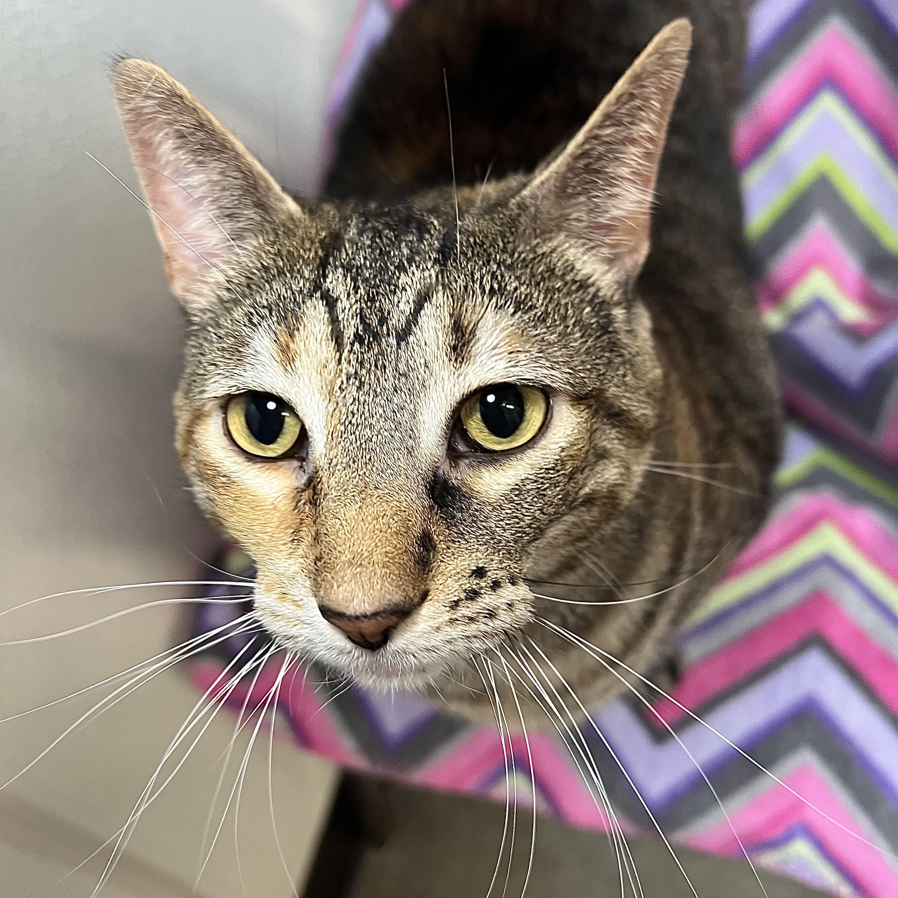Enlarge Girlie, a ADOPTABLE Domestic Short Hair in Fairmont, MN image 2/6