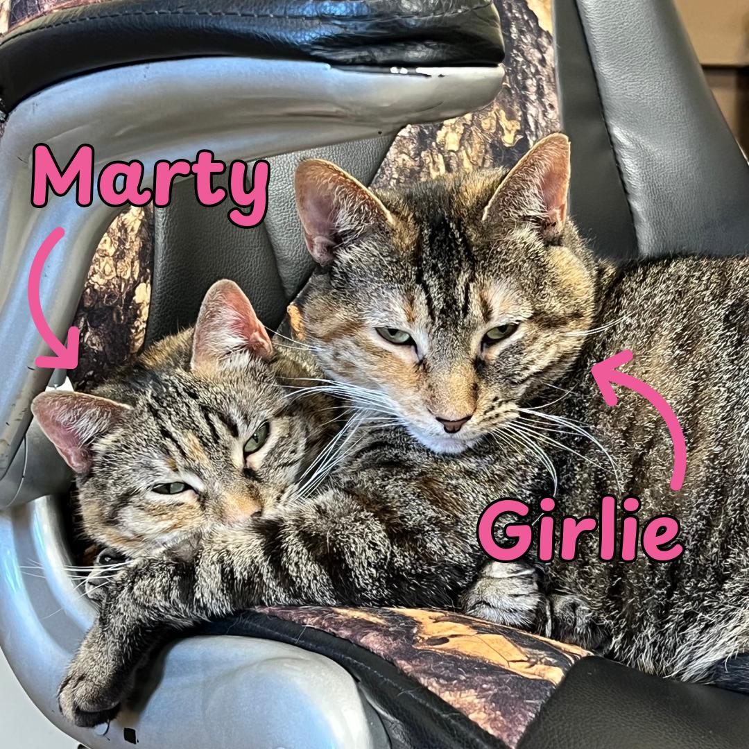 Marty & Girlie (bonded pair) - NO FEE (Sponsored by In the Clouds Counseling), ADOPTABLE, Adult Female Domestic Short Hair.