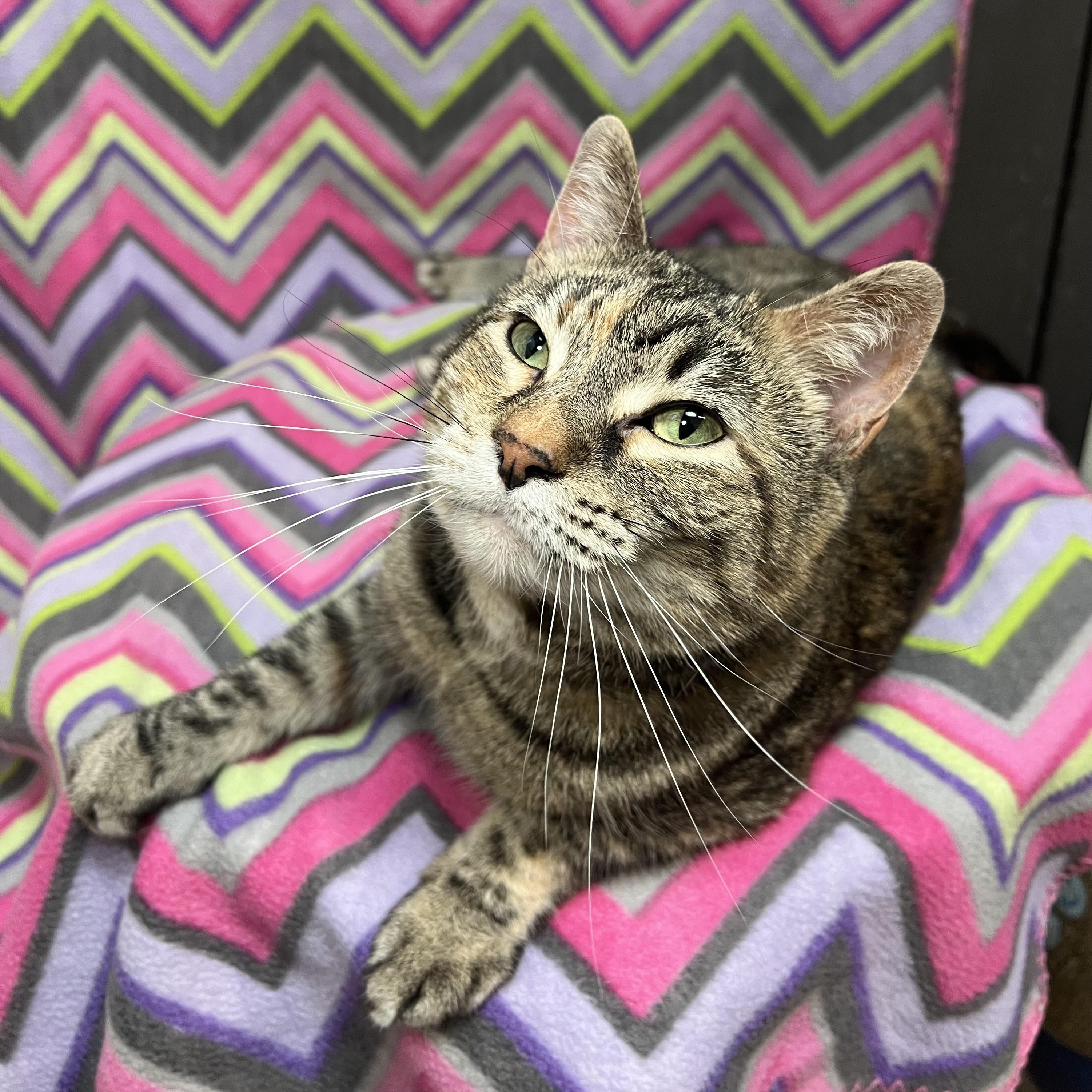 Enlarge Marty & Girlie (bonded pair), a ADOPTABLE Domestic Short Hair in Fairmont, MN image 5/6