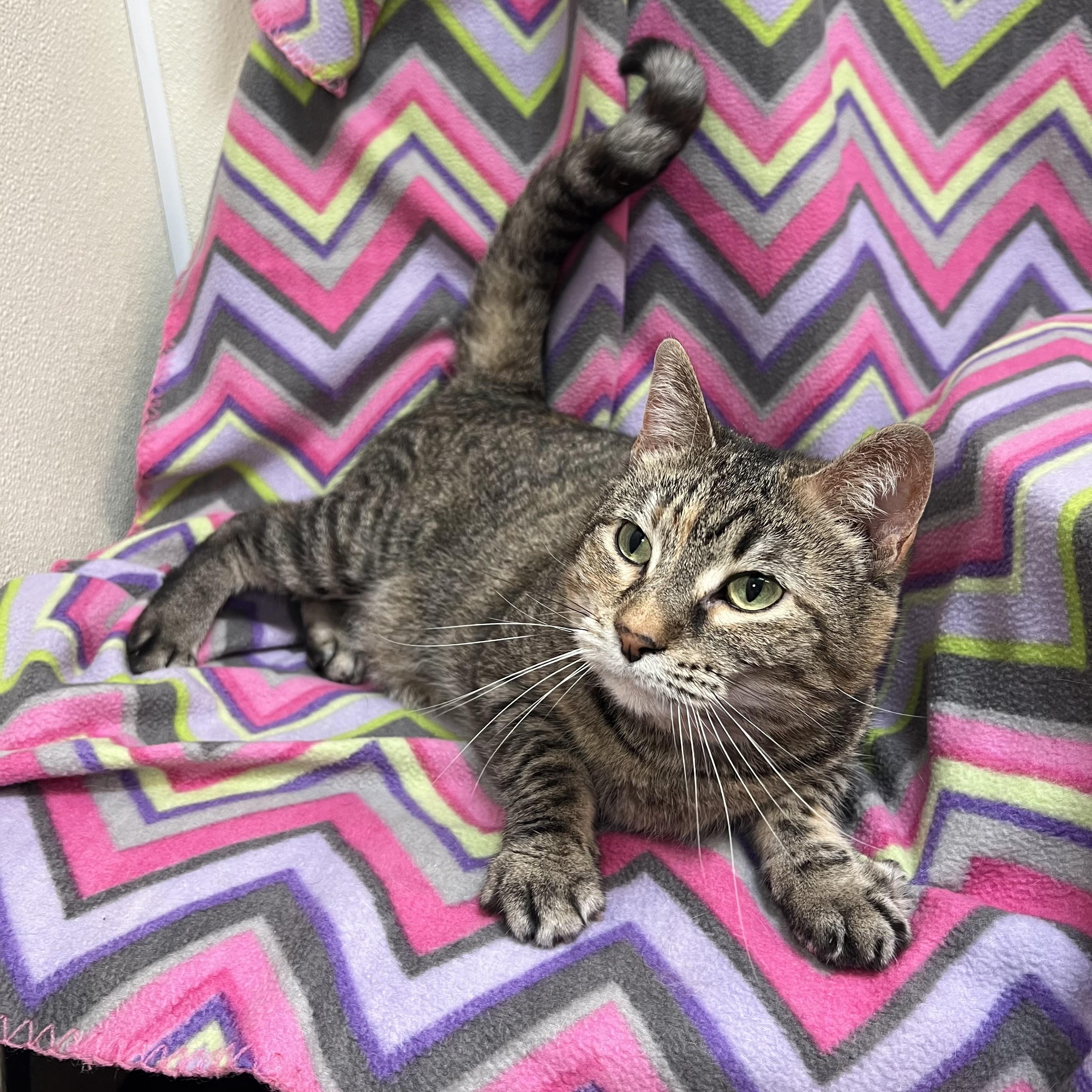 Enlarge Marty & Girlie (bonded pair), a ADOPTABLE Domestic Short Hair in Fairmont, MN image 1/6