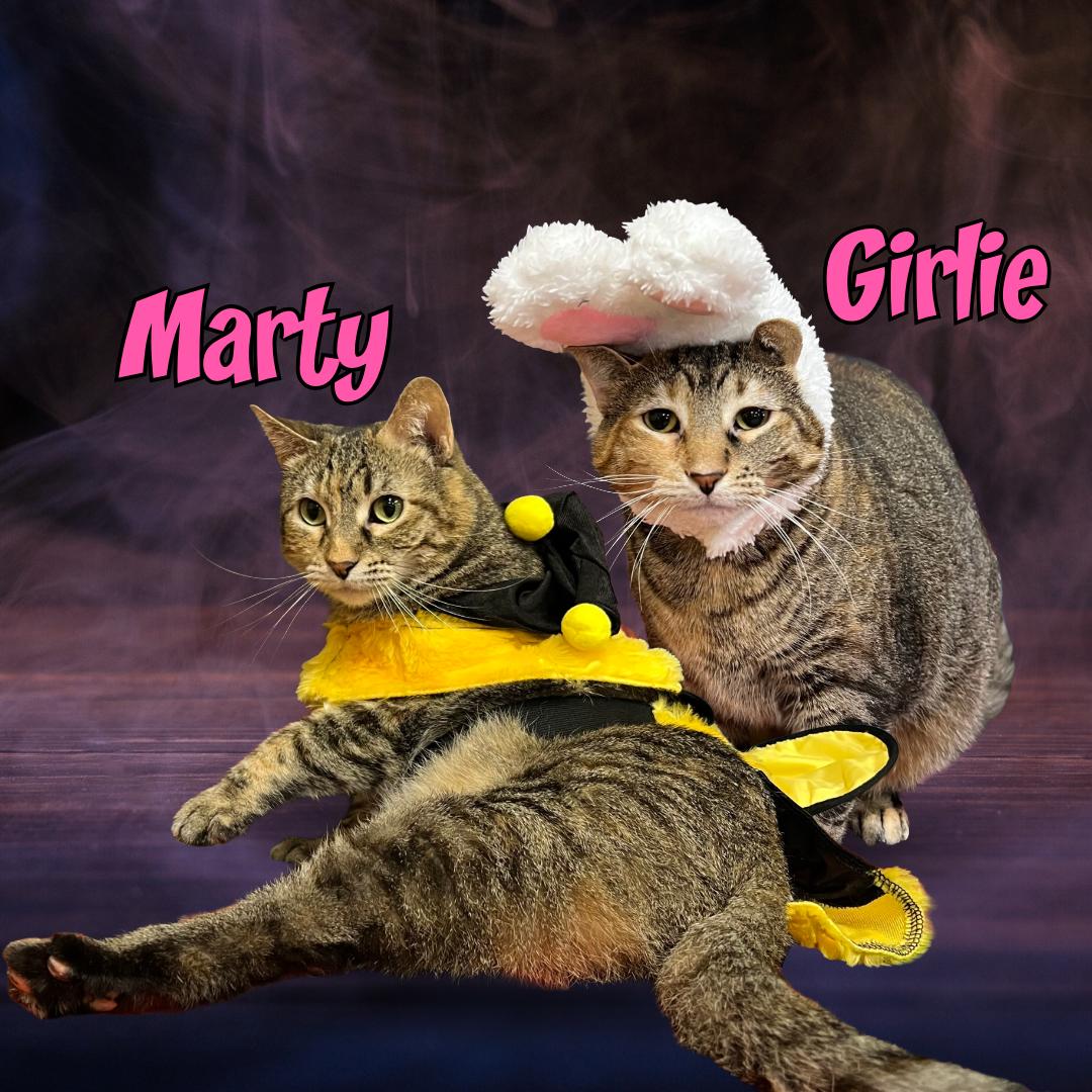 Marty & Girlie (bonded pair) - NO FEE (Sponsored by In the Clouds Counseling), Adoptable, Adult Female Domestic Short Hair.