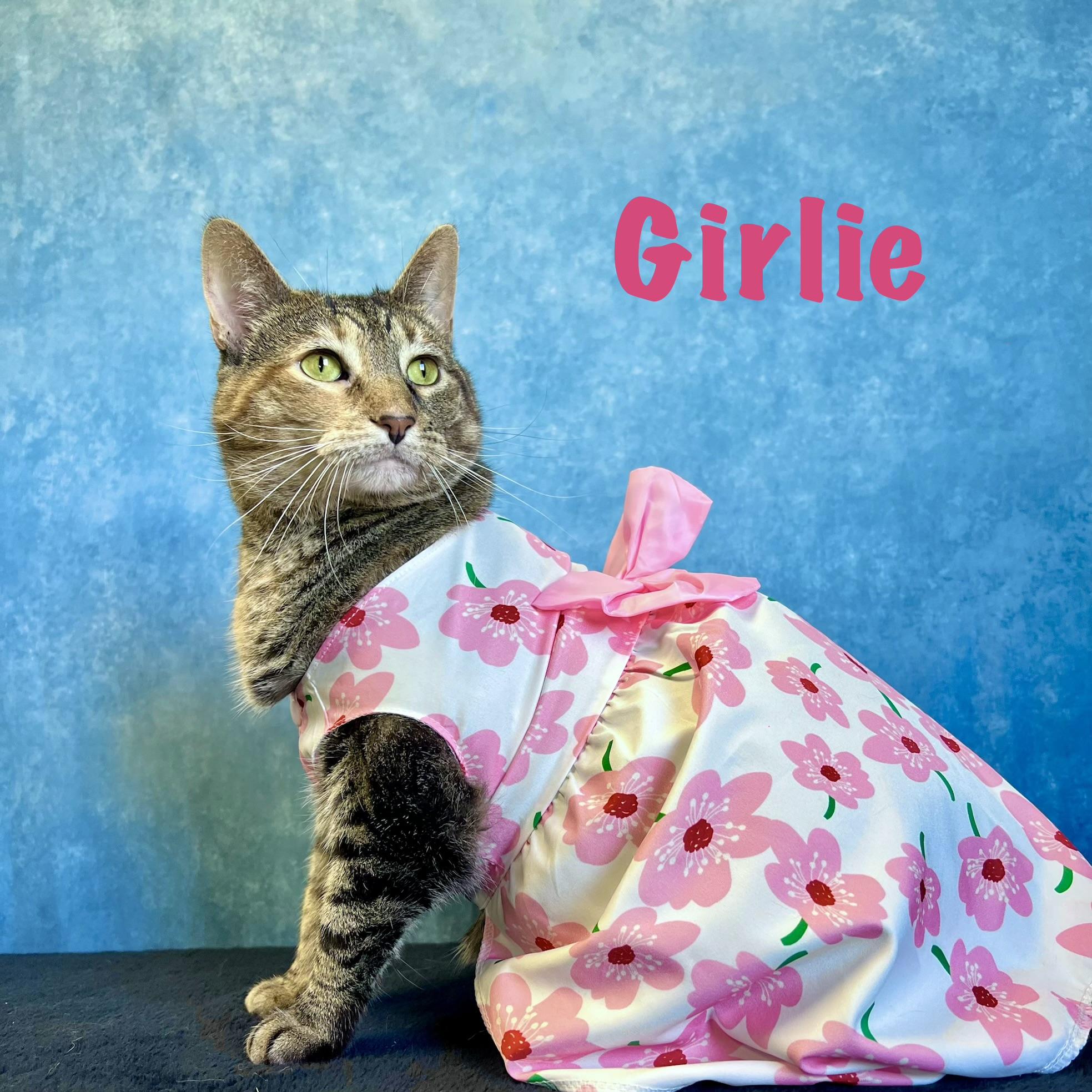 Enlarge Marty & Girlie (bonded pair) - NO FEE (Sponsored by In the Clouds Counseling), a ADOPTABLE Domestic Short Hair in Fairmont, MN image 3/6