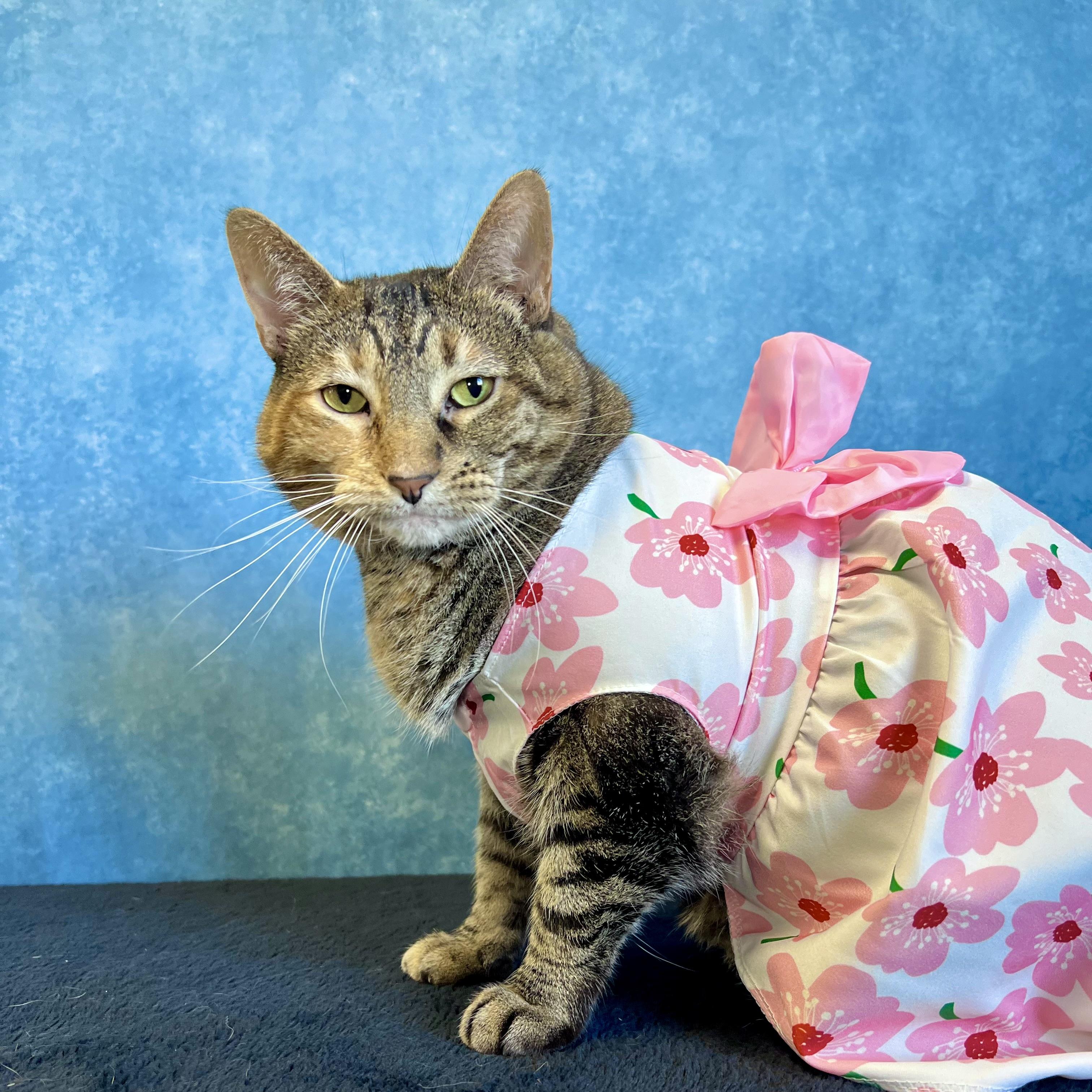 Enlarge Marty & Girlie (bonded pair) - NO FEE (Sponsored by In the Clouds Counseling), a ADOPTABLE Domestic Short Hair in Fairmont, MN image 5/6