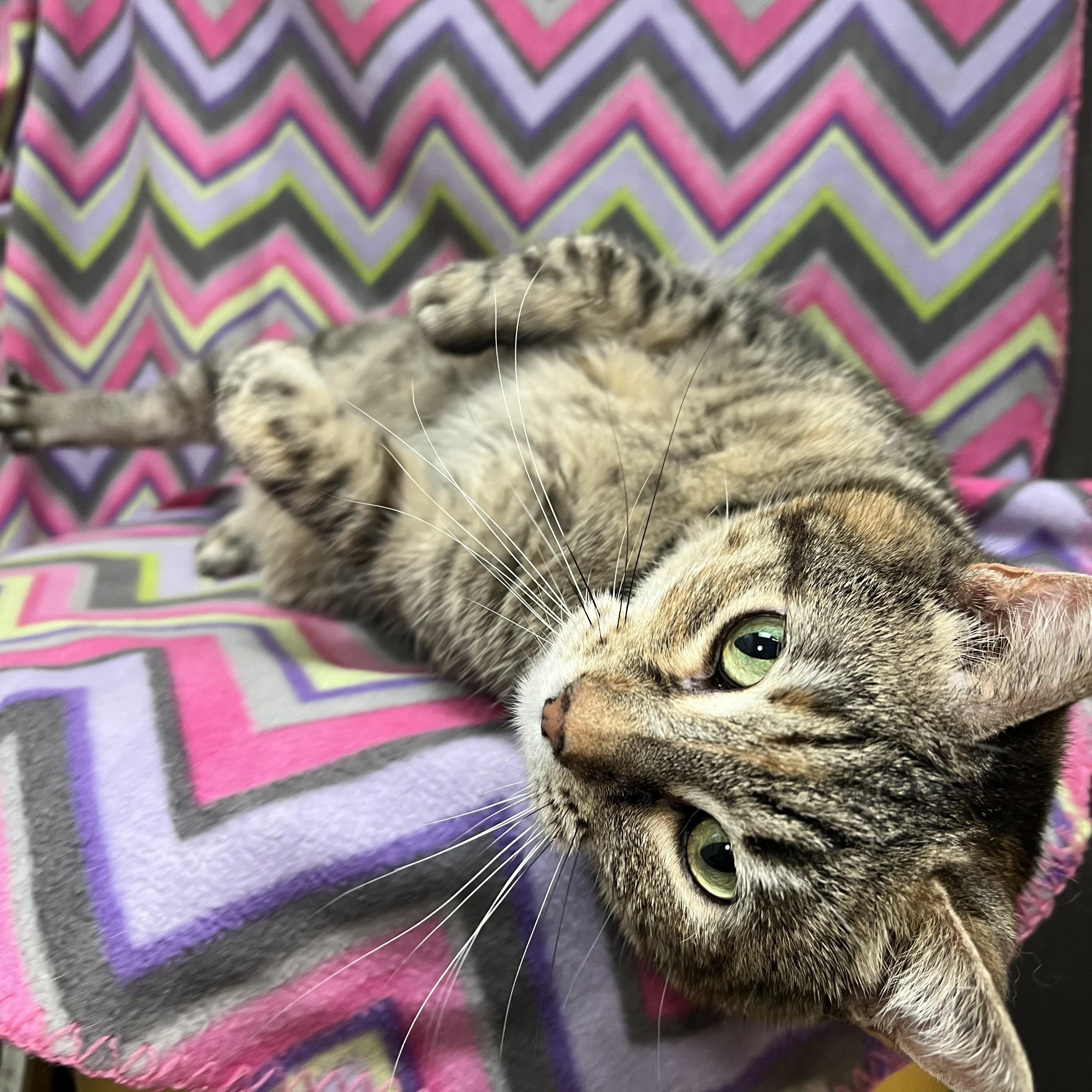 Enlarge Marty & Girlie (bonded pair), a ADOPTABLE Domestic Short Hair in Fairmont, MN image 3/6