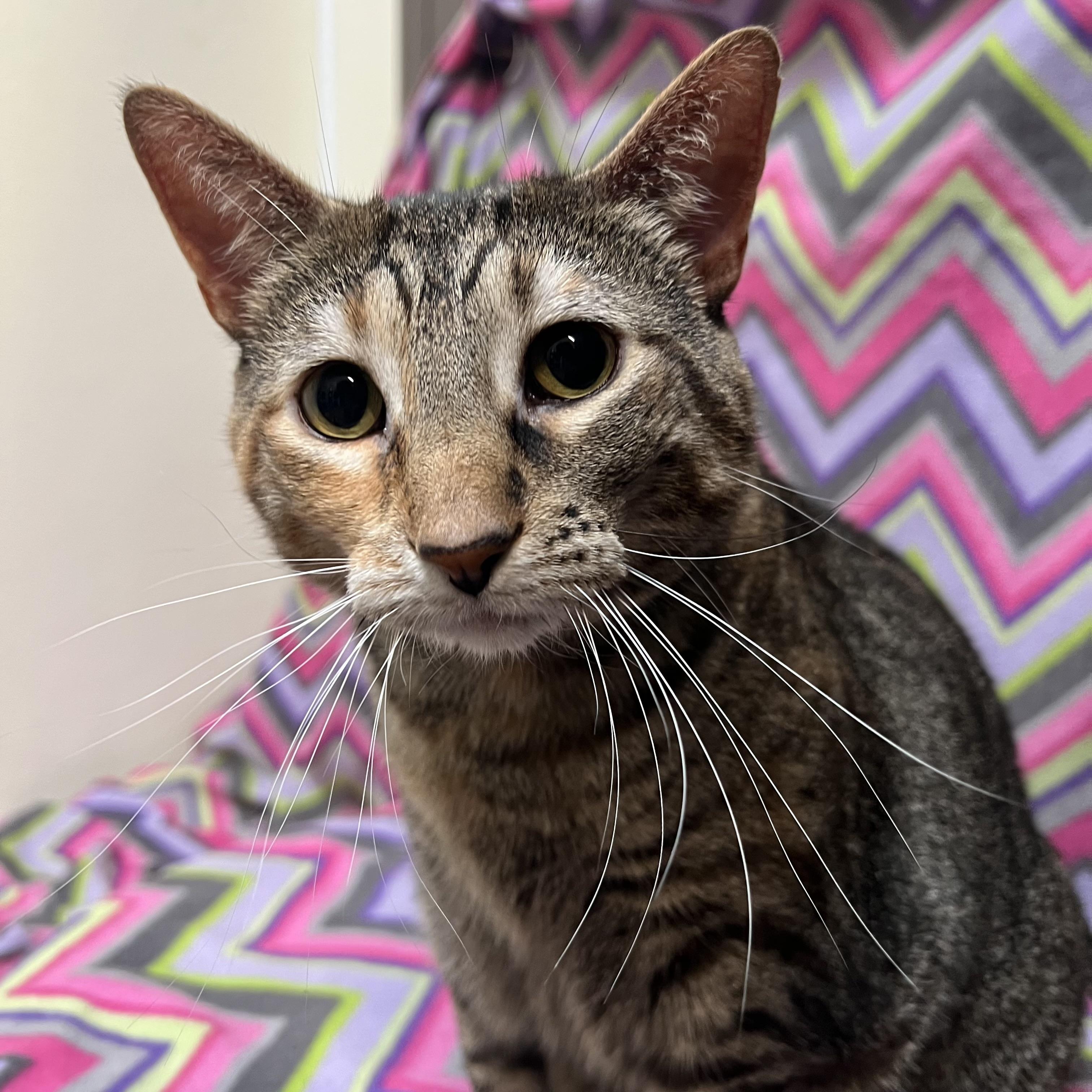 Enlarge Girlie, a ADOPTABLE Domestic Short Hair in Fairmont, MN image 3/6