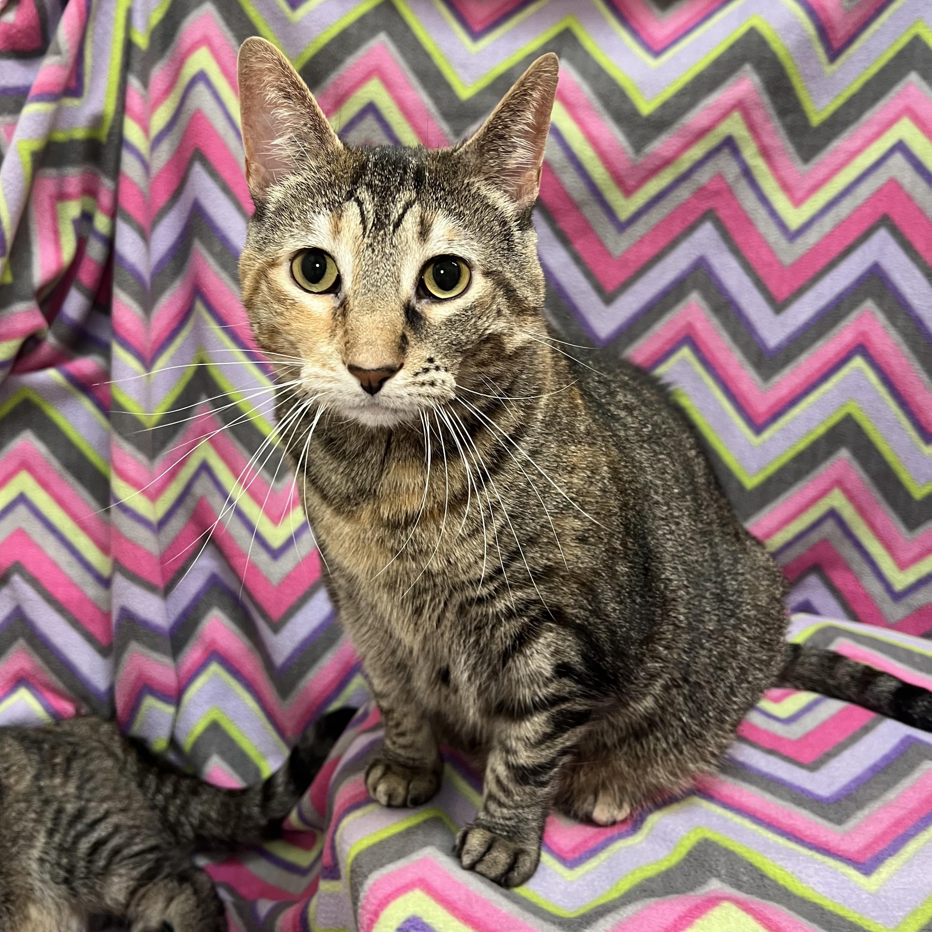 Girlie, ADOPTABLE, Adult Female Domestic Short Hair.