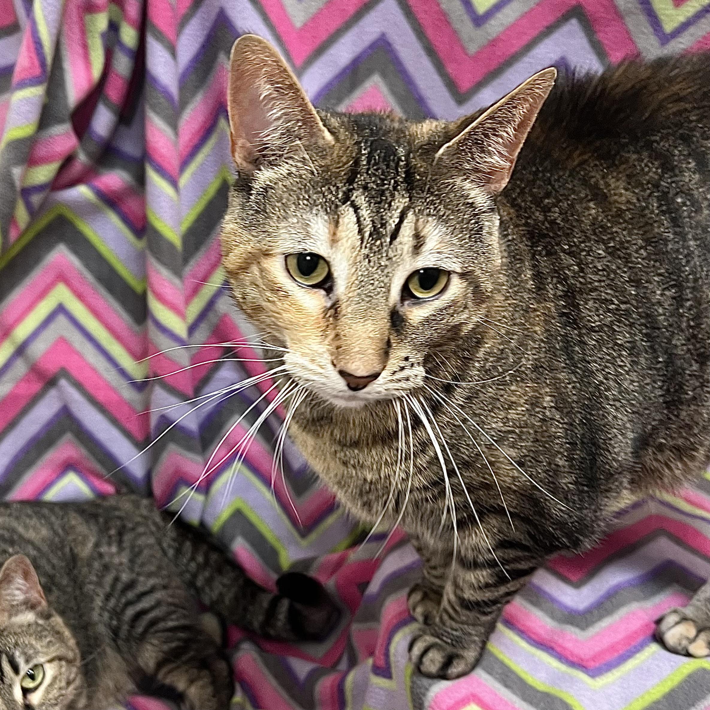 Enlarge Girlie, a ADOPTABLE Domestic Short Hair in Fairmont, MN image 5/6