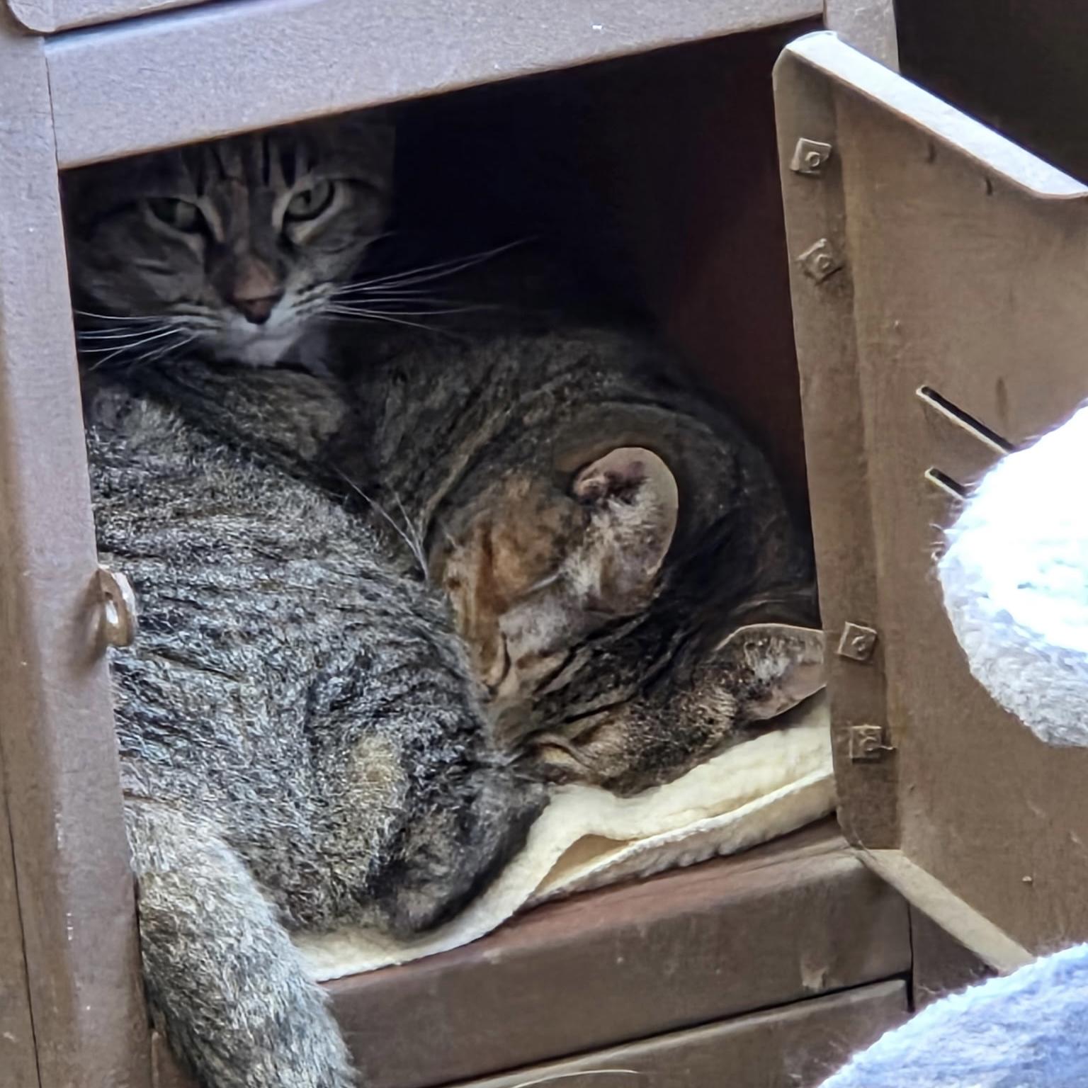 Enlarge Marty & Girlie (bonded pair) - NO FEE (Sponsored by In the Clouds Counseling), a ADOPTABLE Domestic Short Hair in Fairmont, MN image 6/6