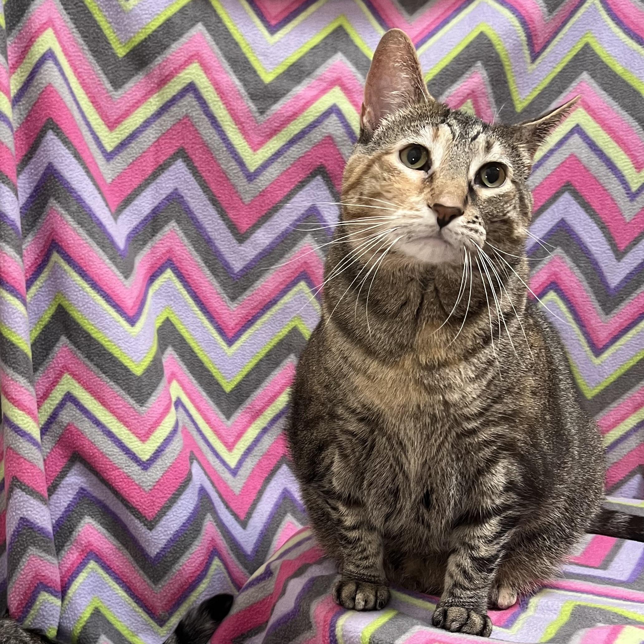 Enlarge Girlie, a ADOPTABLE Domestic Short Hair in Fairmont, MN image 4/6