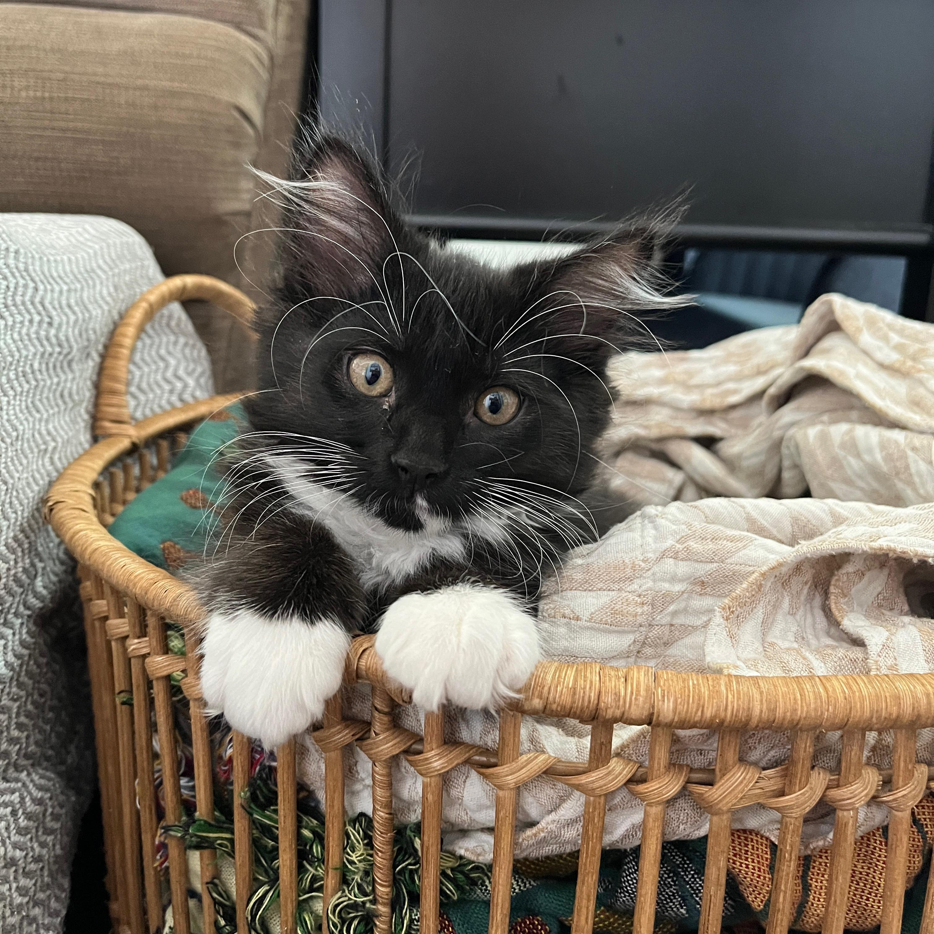 Falcon, adopted, Kitten Male Domestic Medium Hair & Domestic Long Hair.