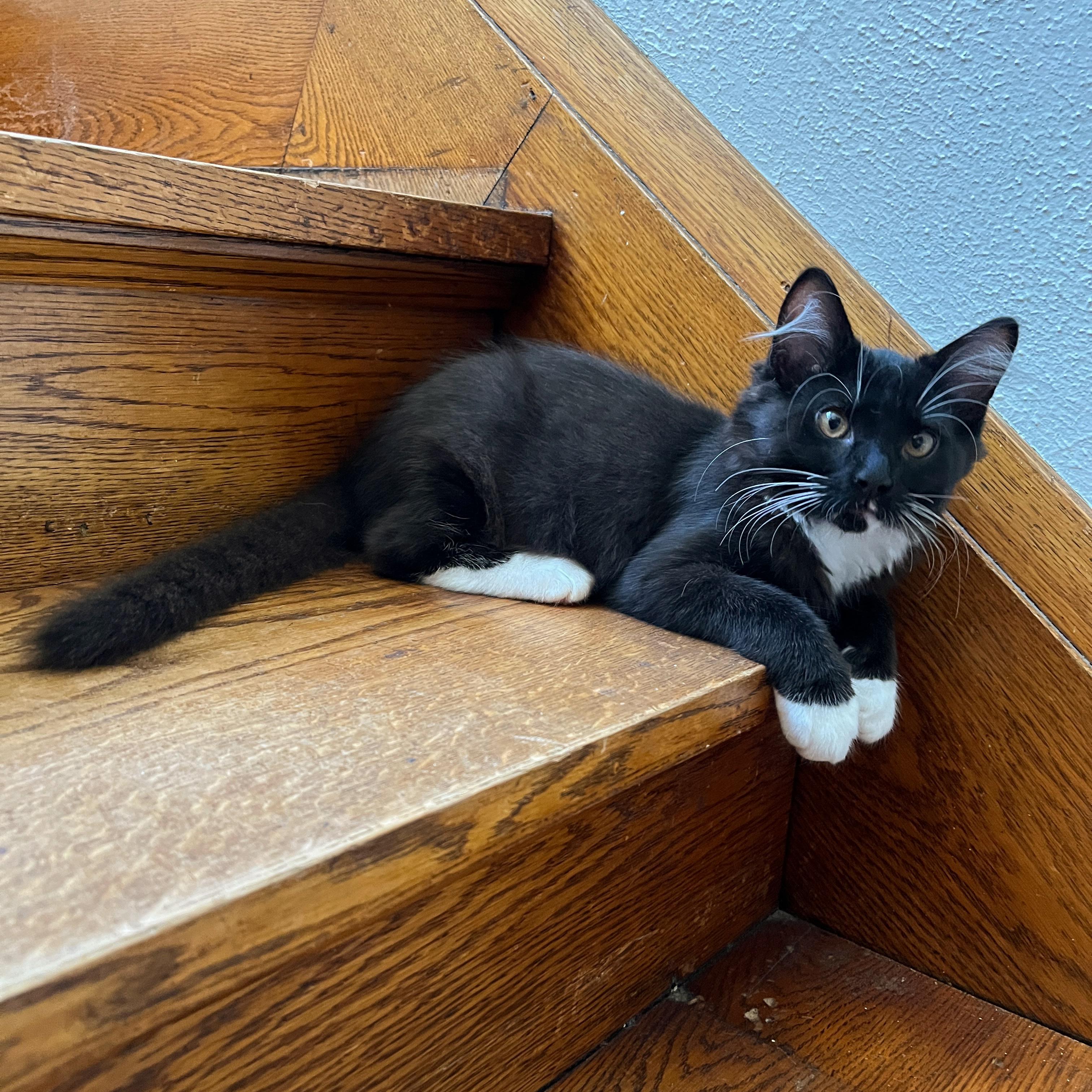 Falcon, an adopted mixed breed in Neenah, WI image 2/6