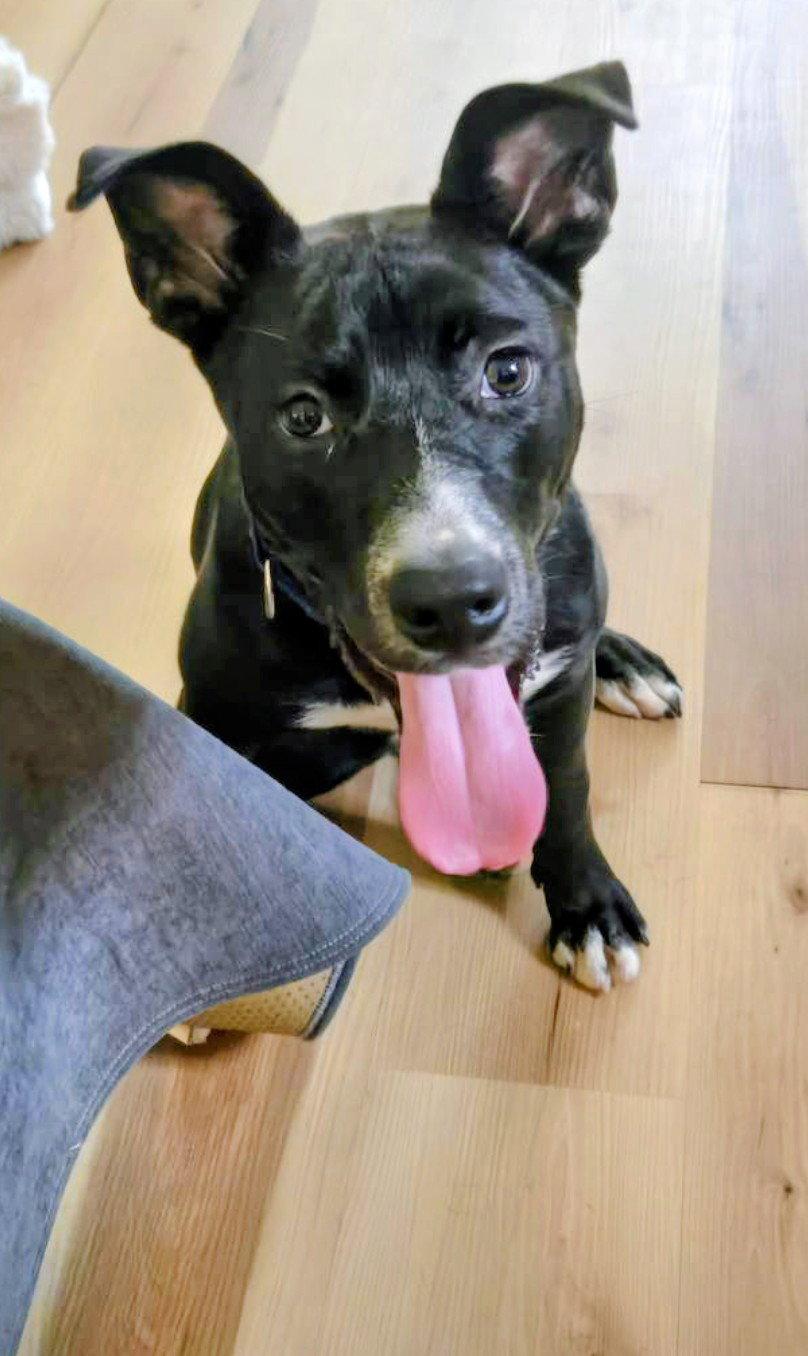 Frankenstein (ADOPTED), Adopted, Puppy Male Labrador Retriever & Pit Bull Terrier.