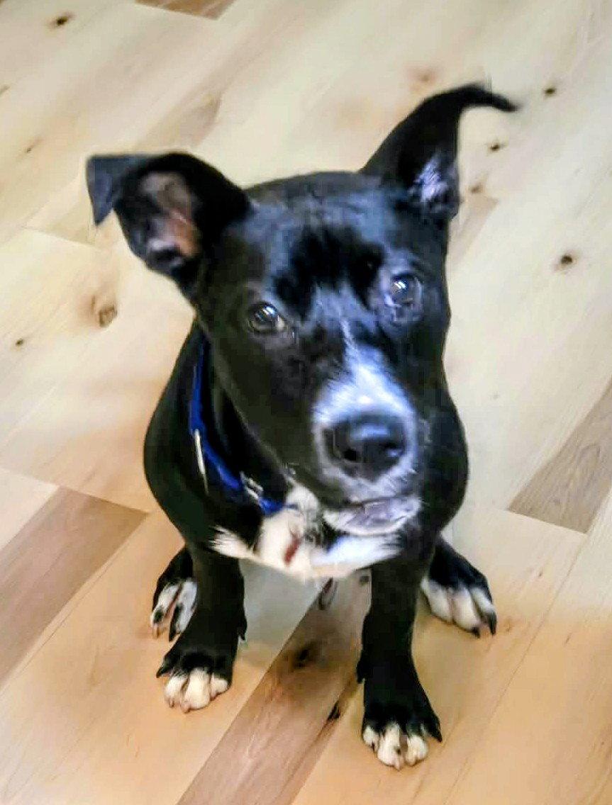 Enlarge Frankenstein (ADOPTED), a Adopted mixed breed in Livonia, MI image 2/3
