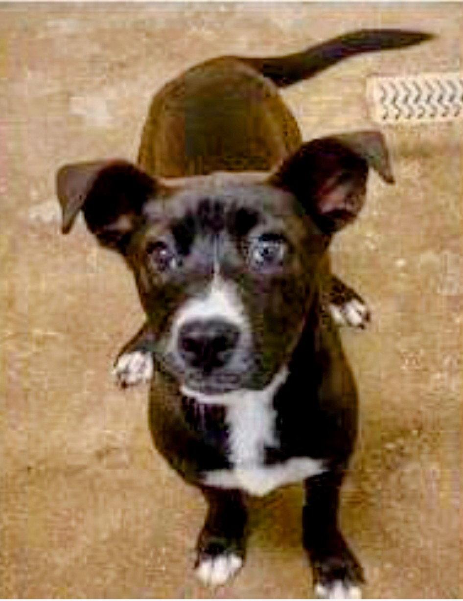 Enlarge Frankenstein (ADOPTED), a Adopted mixed breed in Livonia, MI image 3/3