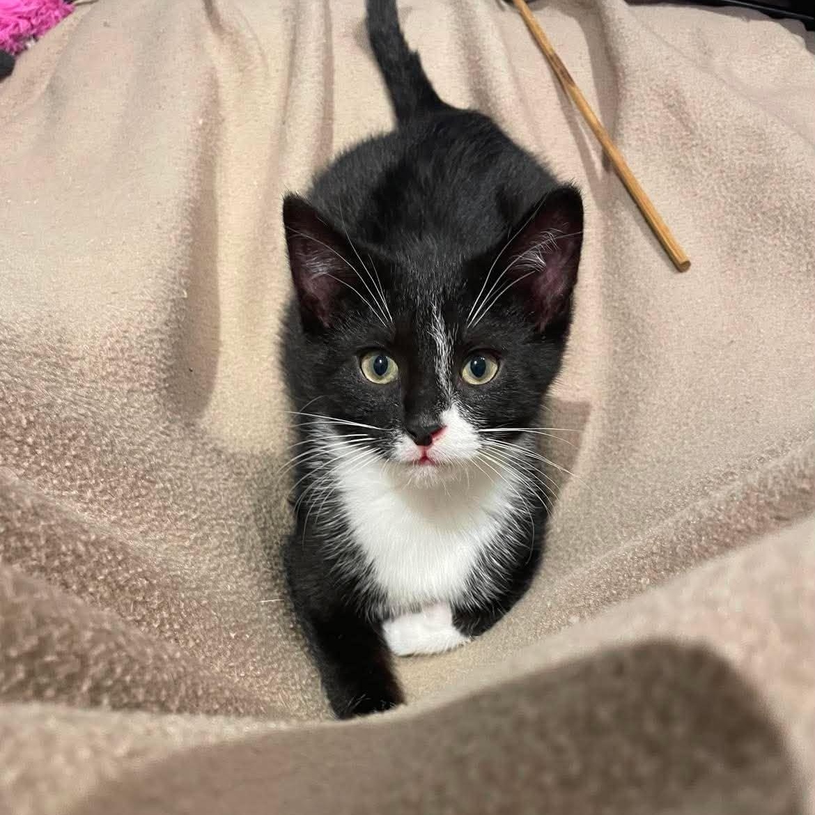 Clarke ( needs a cat friend), an adopted Domestic Short Hair in Montreal, QC image 5/6