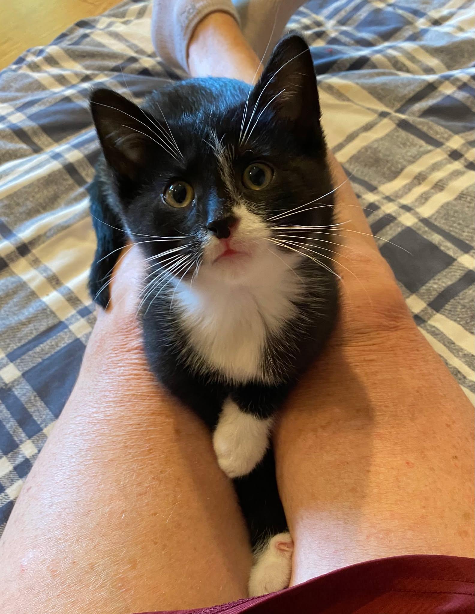 Clarke ( needs a cat friend), adopted, Kitten Male Domestic Short Hair.