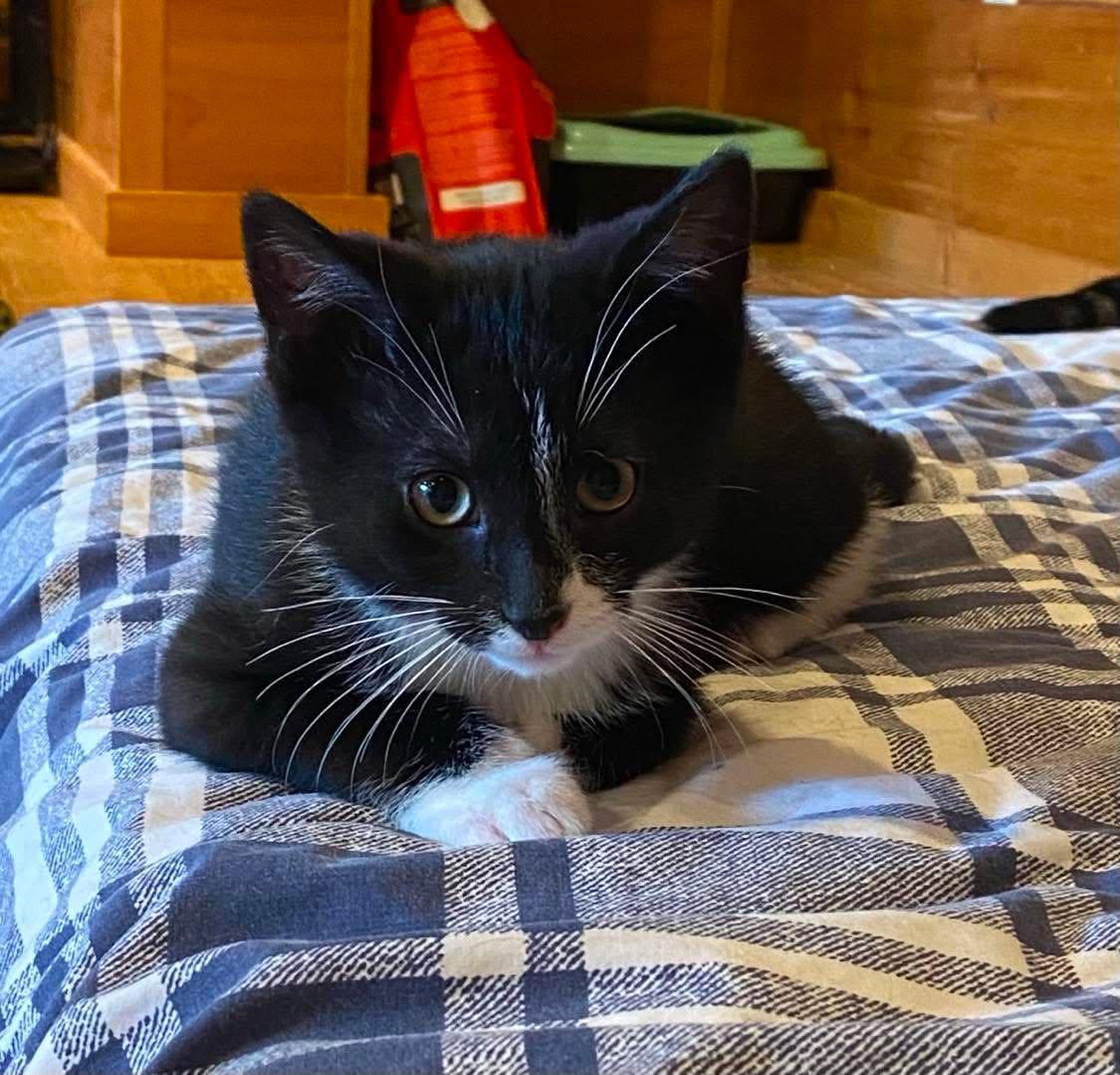 Clarke ( needs a cat friend), an adopted Domestic Short Hair in Montreal, QC image 3/6