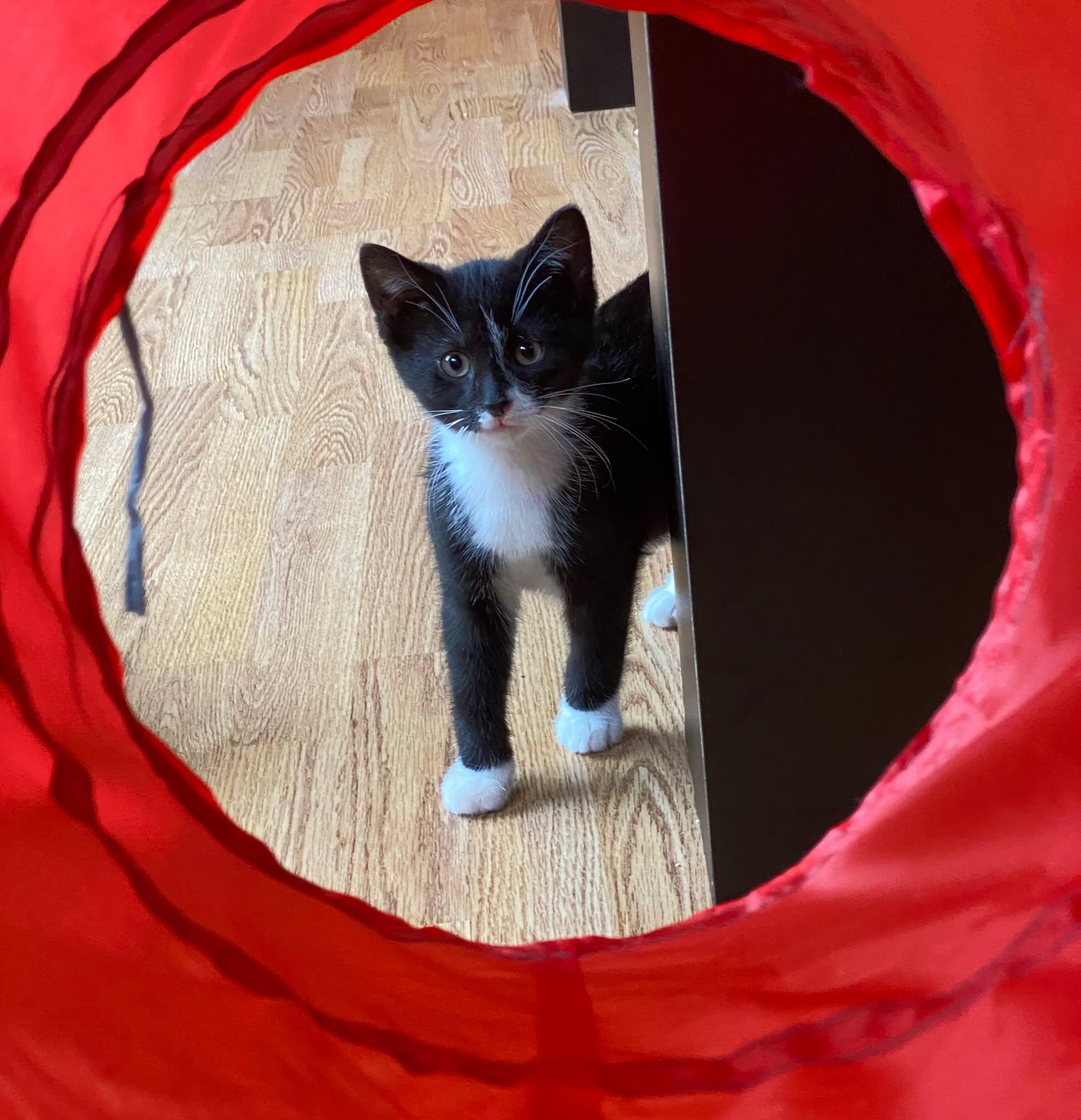 Clarke ( needs a cat friend), an adopted Domestic Short Hair in Montreal, QC image 2/6