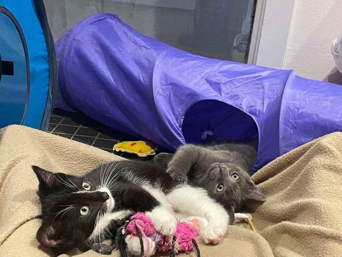 Clarke ( needs a cat friend), an adopted Domestic Short Hair in Montreal, QC image 4/6