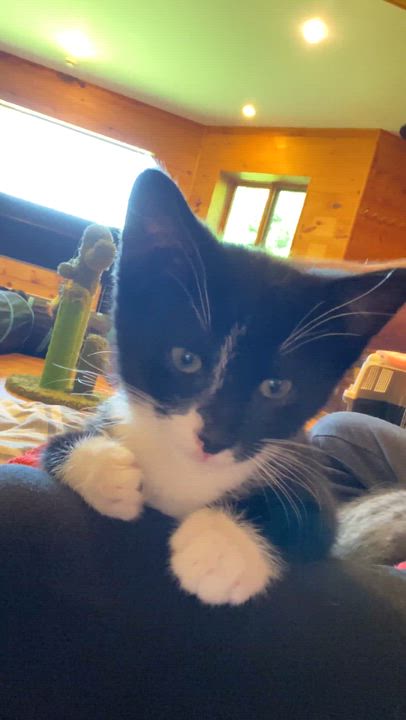 Enlarge Clarke ( needs a cat friend), an adopted Domestic Short Hair in Montreal, QC video 6/6