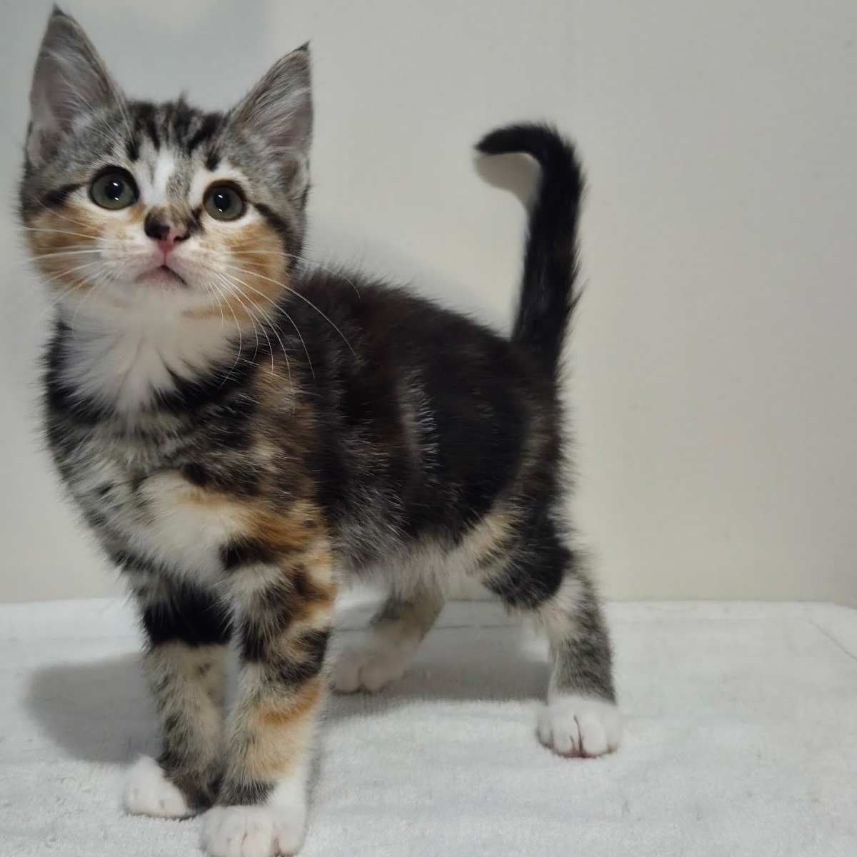 Epona -Preadoption ONLY, Adoptable, Kitten Female Domestic Short Hair.