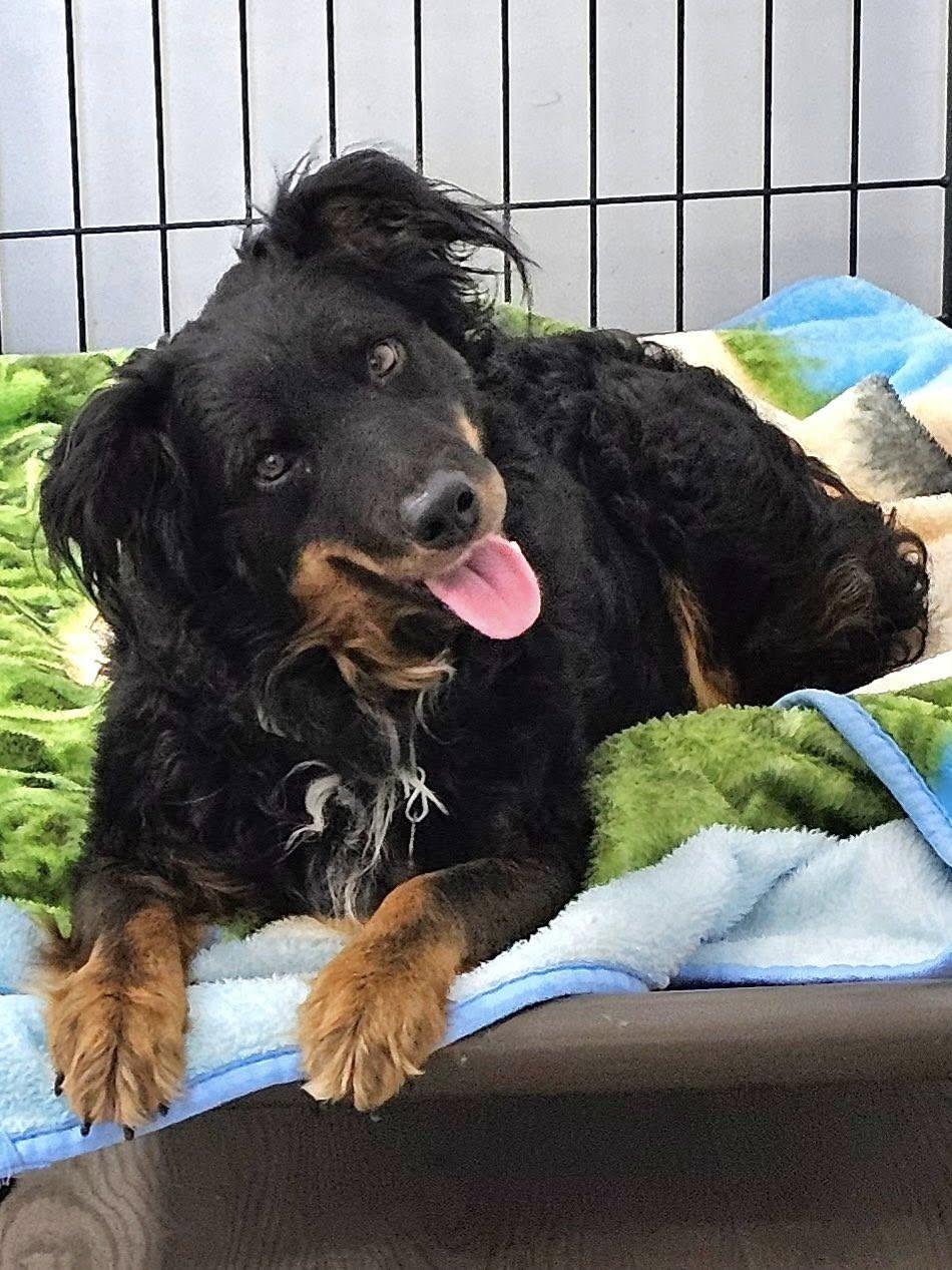 River, Adopted, Young Male Australian Shepherd.