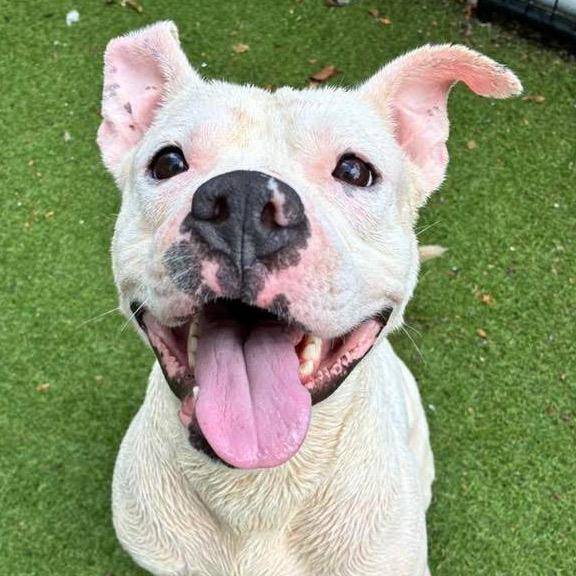 Scottie Scheffler, Adoptable, Adult Male Pit Bull Terrier.