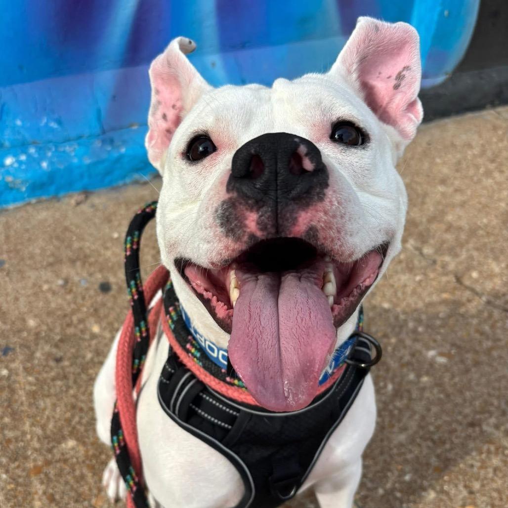 Enlarge Scottie Scheffler, a Adoptable Pit Bull Terrier in St. Louis, MO image 2/6