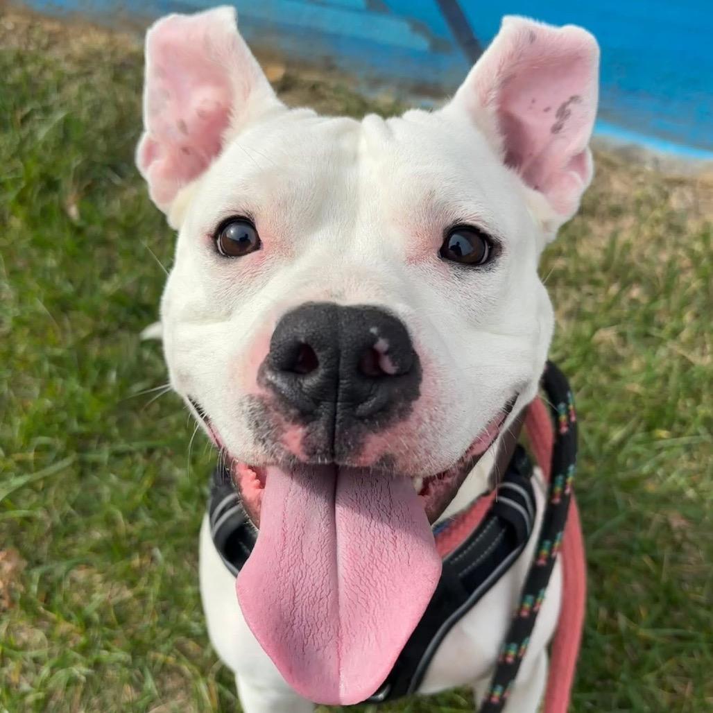 Enlarge Scottie Scheffler, a Adoptable Pit Bull Terrier in St. Louis, MO image 3/6