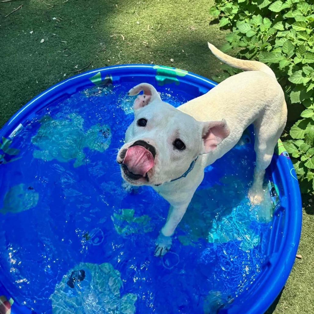 Enlarge Scottie Scheffler, a Adoptable Pit Bull Terrier in St. Louis, MO image 4/6