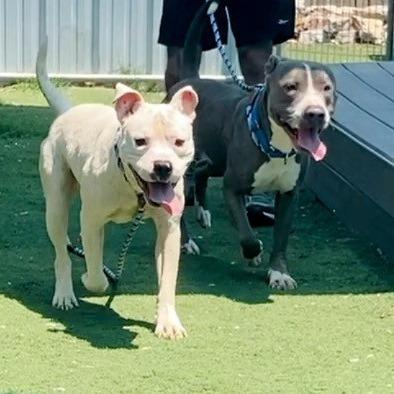 Enlarge Scottie Scheffler, a Adoptable Pit Bull Terrier in St. Louis, MO image 5/6