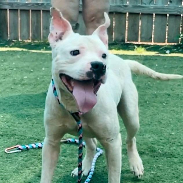 Enlarge Scottie Scheffler, a Adoptable Pit Bull Terrier in St. Louis, MO image 6/6