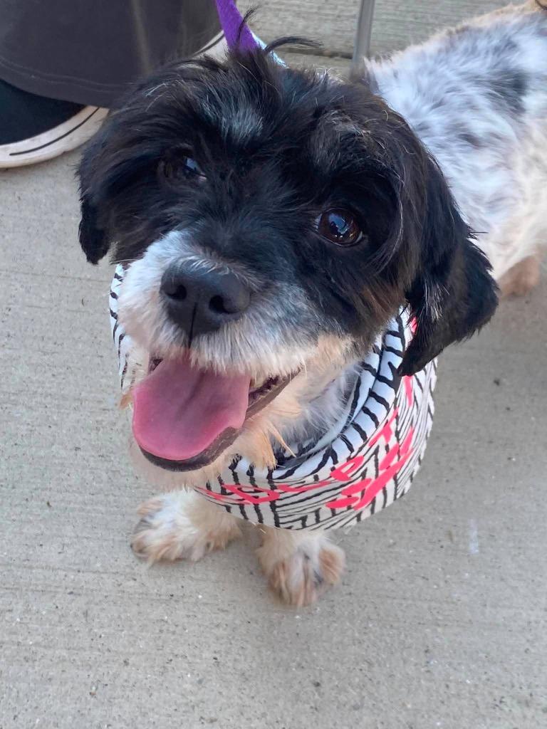 Brenda $450, Adoptable, Adult Female Shih Tzu & Mixed Breed.