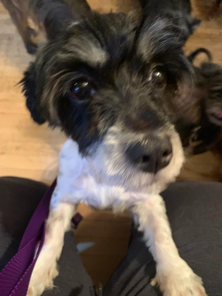 Brenda $450, a Adoptable mixed breed in Milwaukee, WI image 2/4