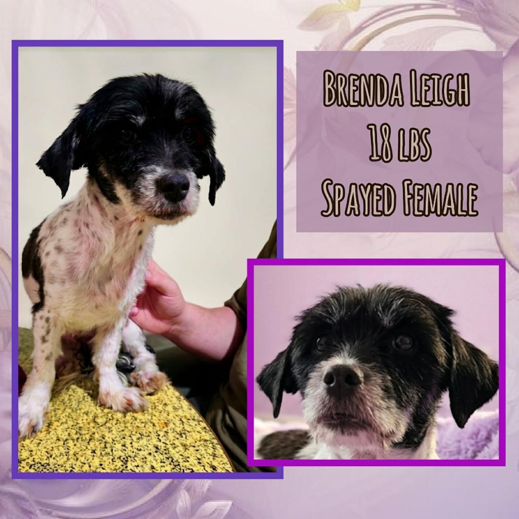 Brenda $450, a Adoptable mixed breed in Milwaukee, WI image 3/4