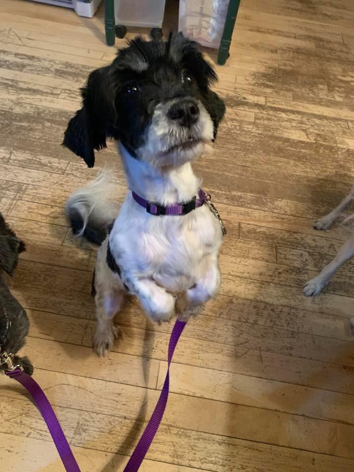 Brenda $450, a Adoptable mixed breed in Milwaukee, WI image 4/4