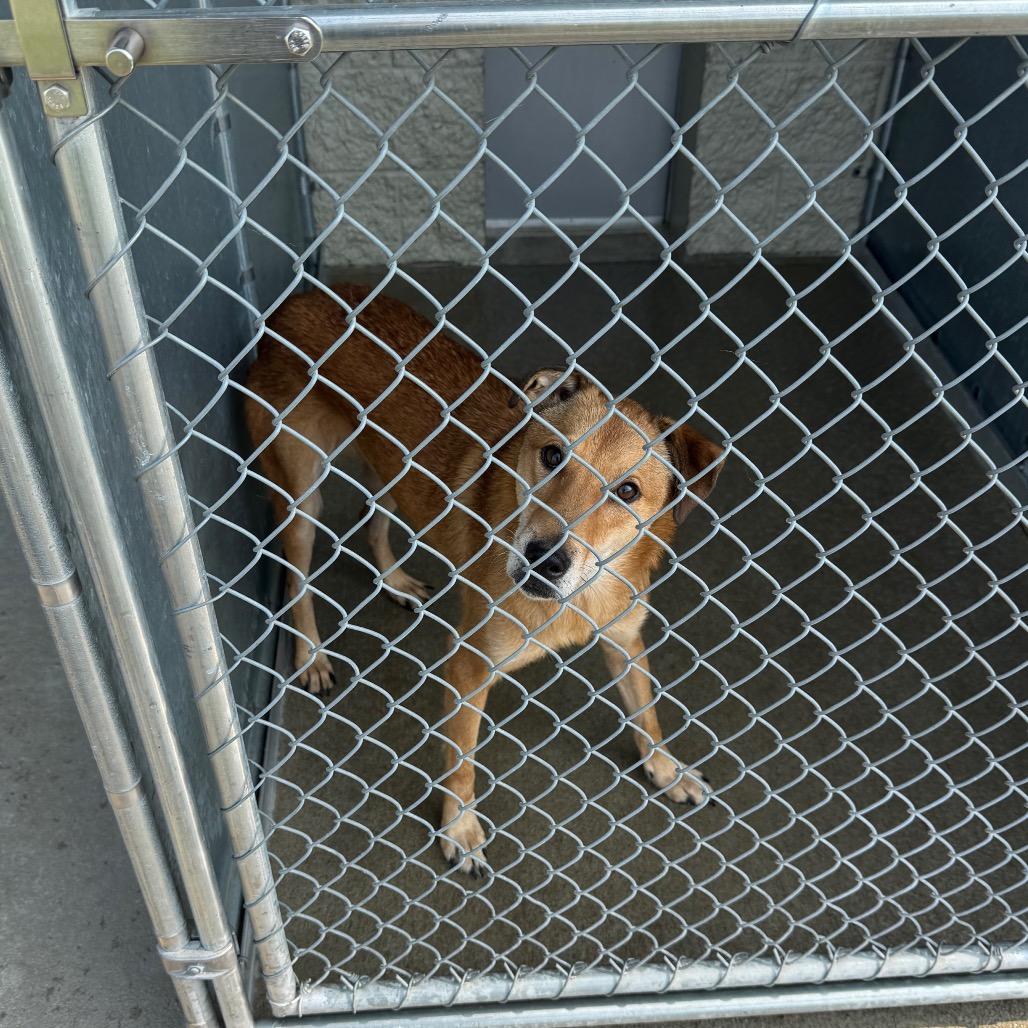 Bro, Adoptable, Adult Male Mixed Breed.